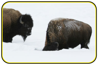 Bison looking for food by pushing snow out of their way.