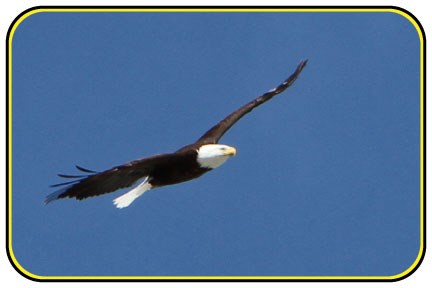 Bald eagle soaring across a blue sky
