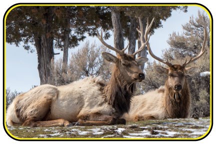 Elk resting on the ground