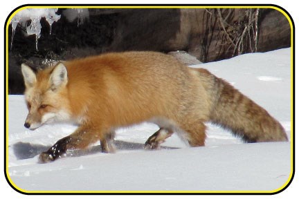 A red fox walking through the snow.