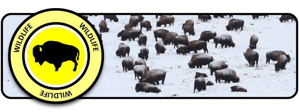 Yellow badge with bison silhouette and "Wildlife" text over a snowy scene of bison.
