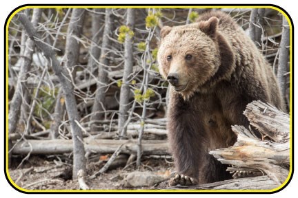A grizzly bear standing on some downed trees.
