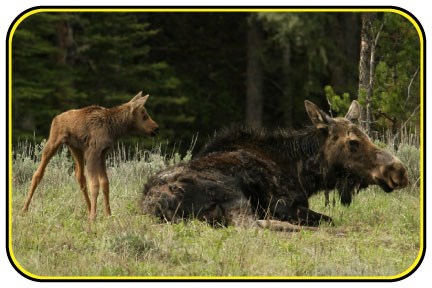 A mother moose rests as her young child walks around her.