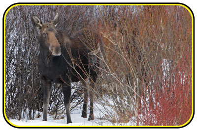 Moose standing in snow in a patch of willow.
