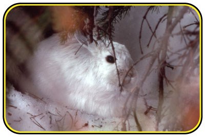 A snowshoe hare with its white coat hiding under a bush in the snow.