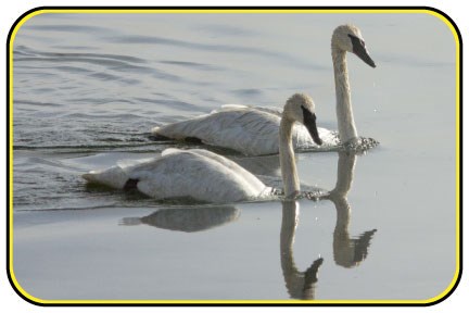 Two trumpeter swans glide across some still water.