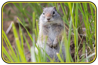 A Uinta ground squirrel sits amongst grass.
