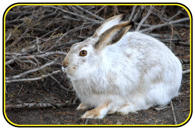 A white-tailed jackrabbit with mottled gray and white fur.