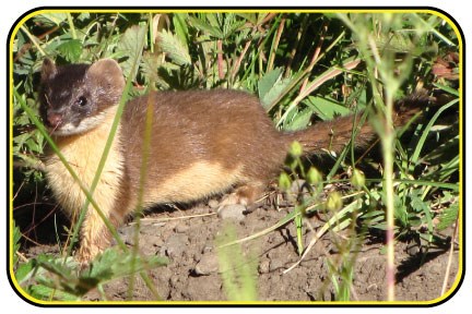 Long-tailed weasel looking out from some grassy vegetation.