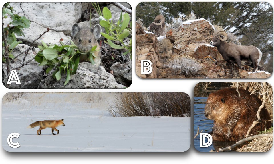 Four images of wildlife: pika eating leaves, bighorn sheep on rocks, fox crossing snowy field, and beaver sitting in water.