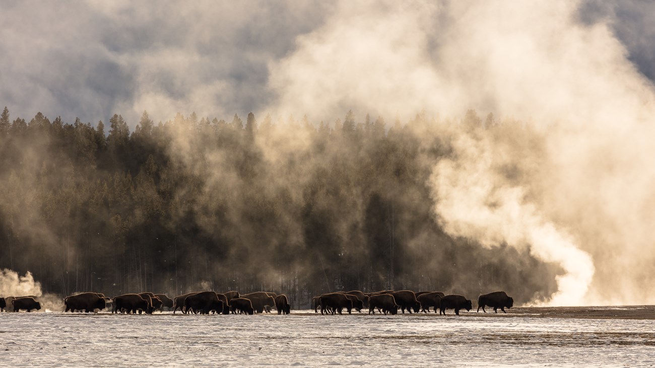 a herd of bison walking near a steaming geyser