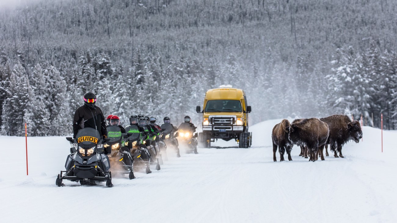 Snowmobiles, snowcoach, and bison on a snowy road.