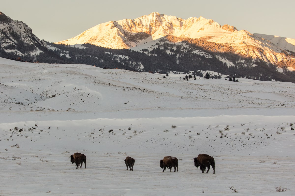 Bison standing in a snowy, mountainous landscape at sunset