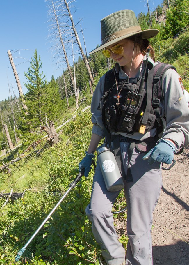 a person carrying a sprayer backpack to spray invasive plants