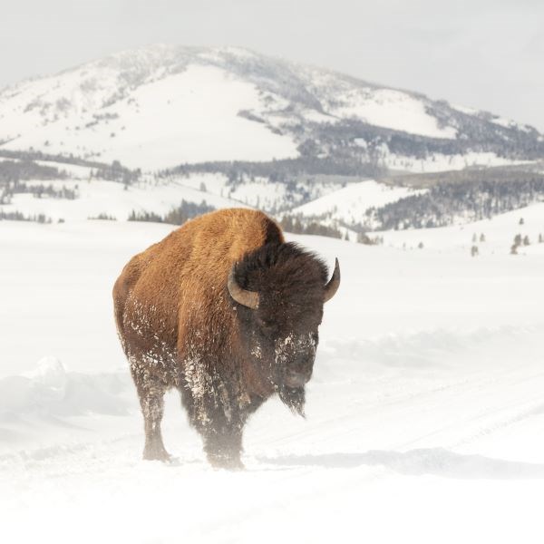 a bison standing on a snow-covered road on a snowy day