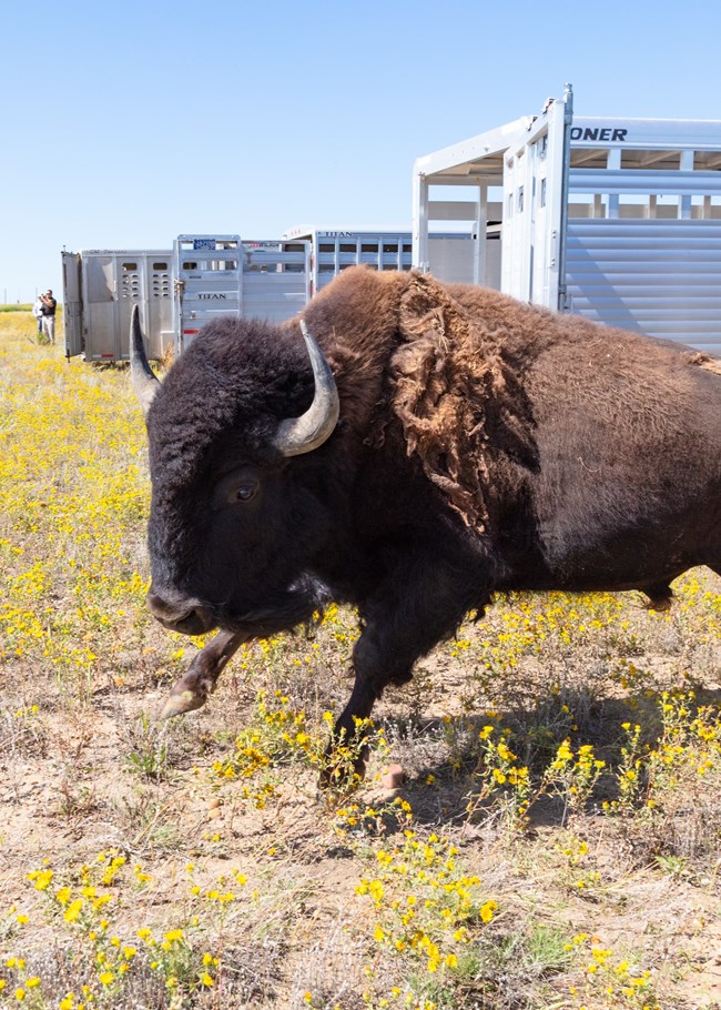 a bison leaping out of a trailer onto Tribal land