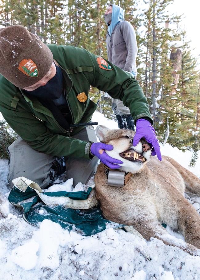 a park ranger inspecting a cougars teeth before its release