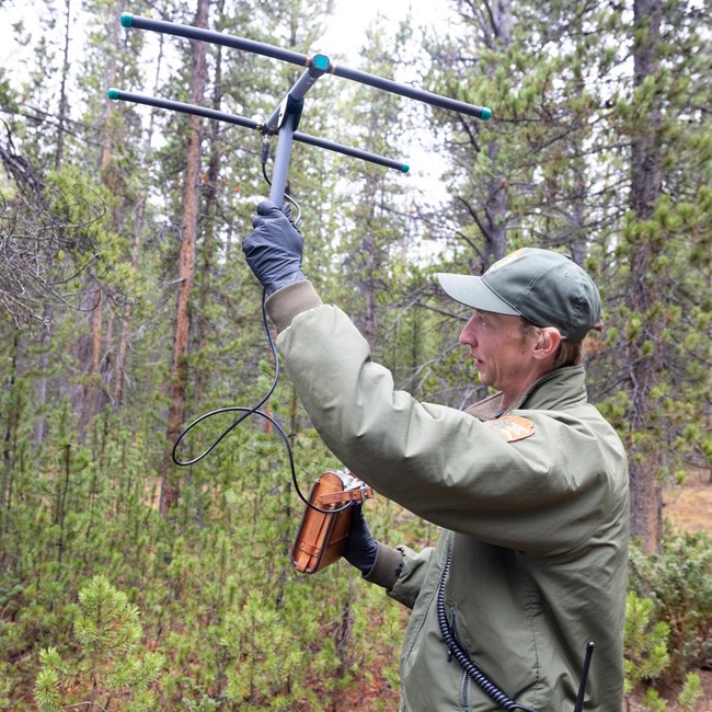 a park biologist holding a telemetry device to listen for bears