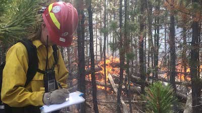 Person in fire-fighting gear monitoring a fire burning at the base of some pine trees.