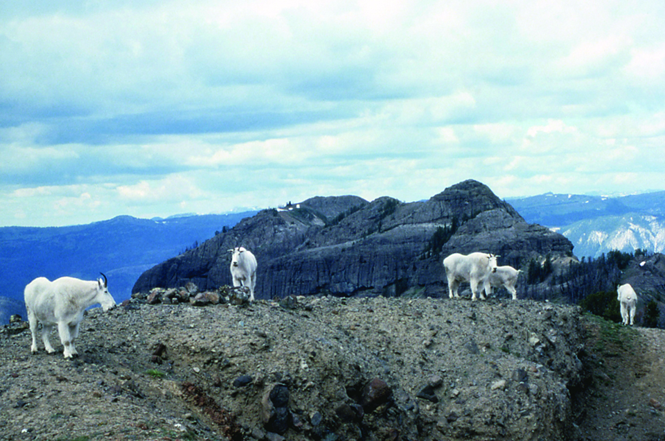 Five adult mountain goats overlooking vast sky and mountains