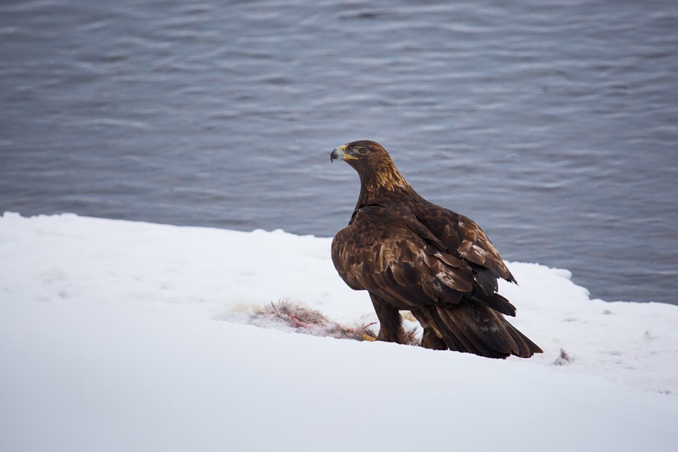 A large bird stands over the remains of a carcass on a snowbank next to a body of water.