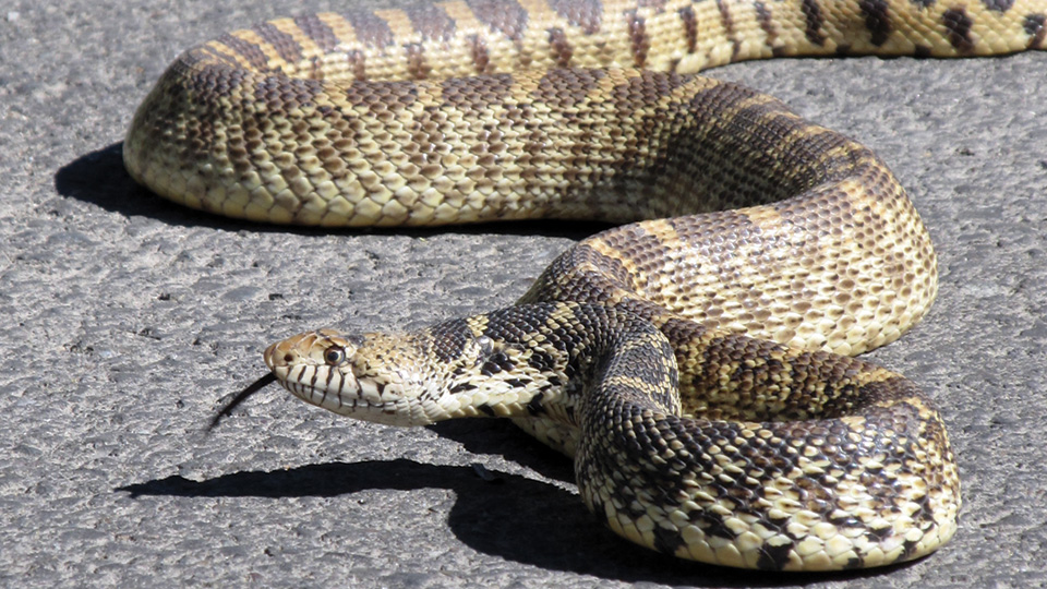 Reptiles - Yellowstone National Park (U.S. National Park Service)