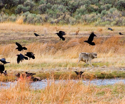 A wolf near a carcass at the edge of water surrounded by flying ravens
