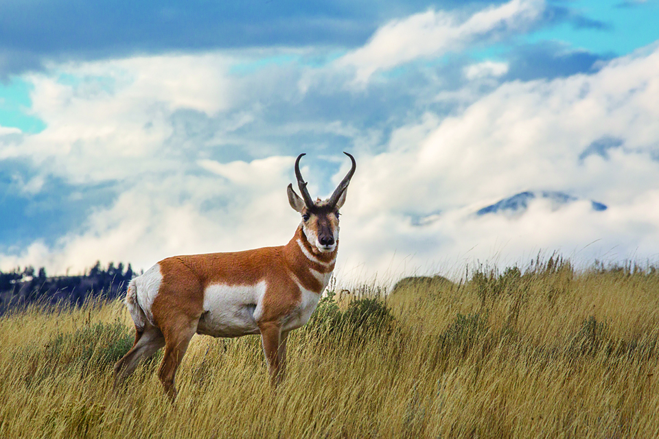 A pronghorn buck stands in a grassy field with white clouds and mountains in the background.