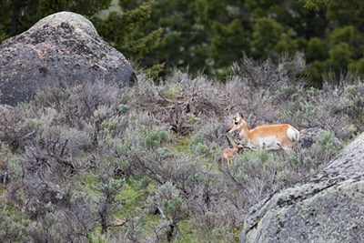 A female pronghorn and her fawn stand in the sage grass between large boulders.