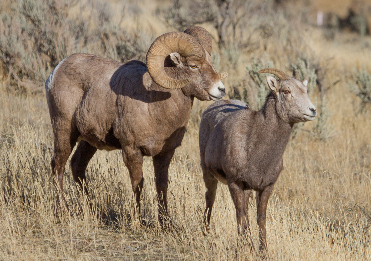 Bighorn Sheep - Yellowstone National Park (U.S. National Park Service)