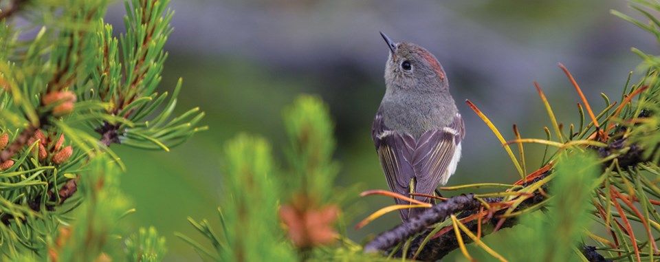 A small grey bird with a stripe of red on the crown sits in the top of a conifer.