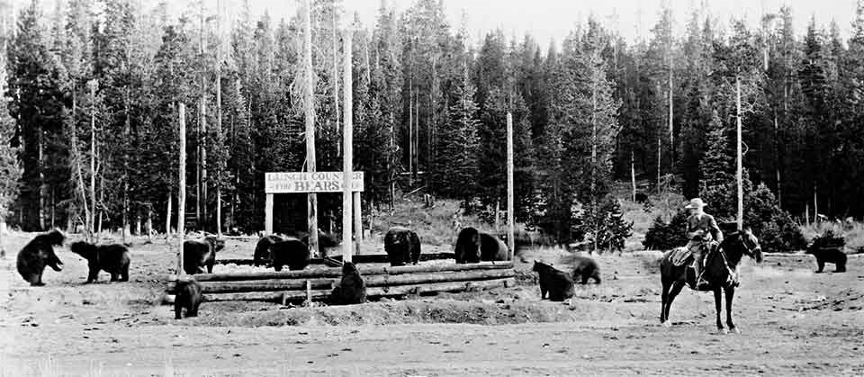 Bears being fed at a "lunch counter"