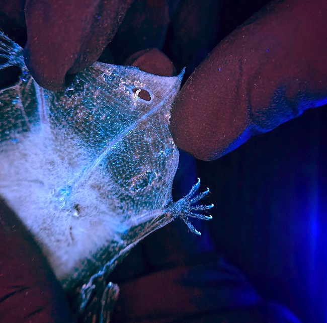 Damage on a bat wing revealed in UV light