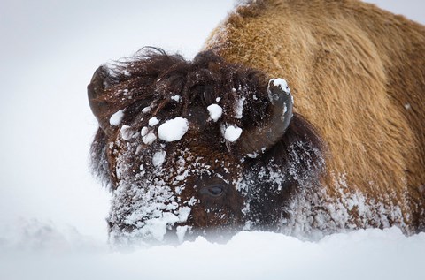 A bison head covered in snow balls with the nose obscured by snow