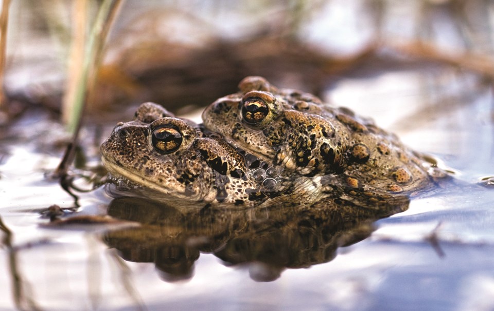 Two boreal toads nestled together