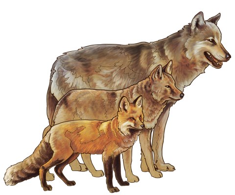 An illustration of a fox, coyote, and wolf in comparison to each other