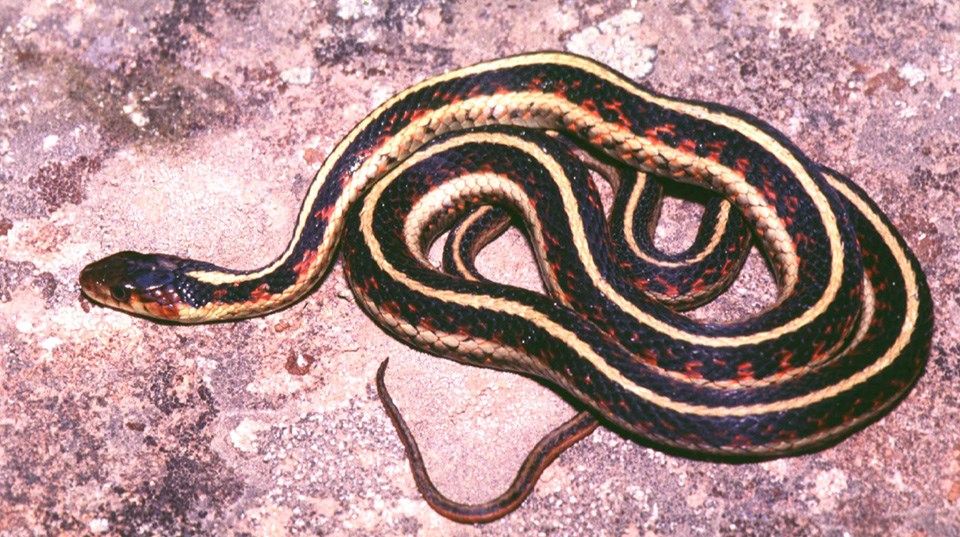 Black, white, & red striped snake on rock surface