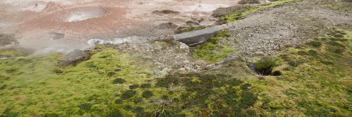 Moss at the edges of mud pots