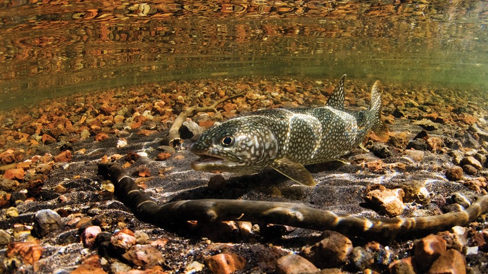 Under water view of a very speckled trout