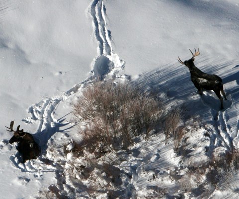 Two bull moose near tracks in snow and a large bush from the air