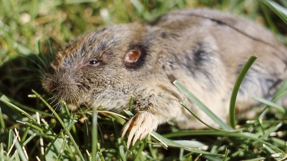 Pocket Gopher - Yellowstone National Park (U.S. National Park Service)