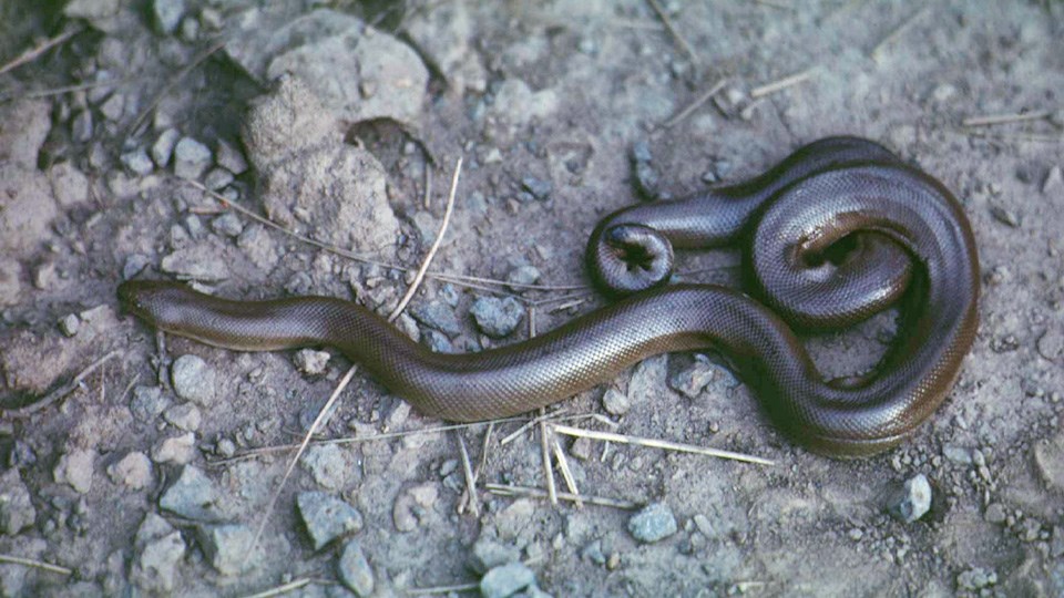 Rubber Boa Yellowstone National Park (U.S. National Park Service)