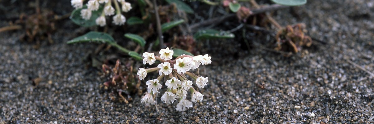 Small white blooms above sand