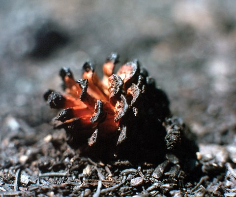 An open pine cone with red-glowing center and charred edges