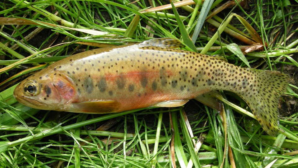 westslope-cutthroat-trout-yellowstone-national-park-u-s-national