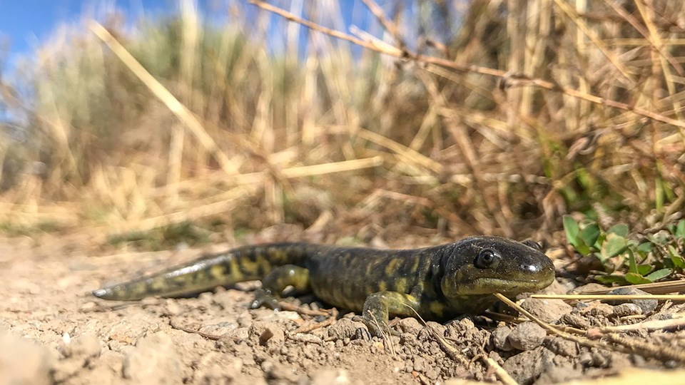 Amphibians - Yellowstone National Park (U.S. National Park Service)