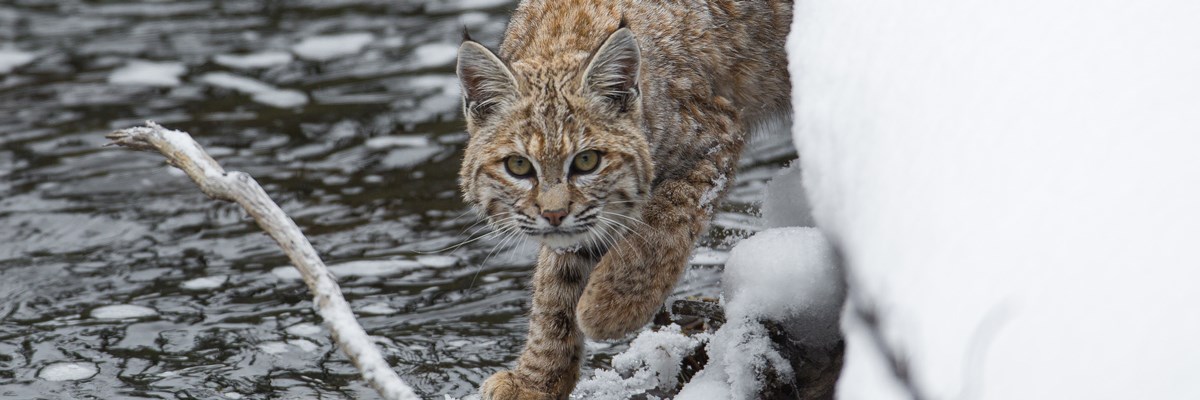 A bobcat walks across a snow-covered branch at the edge of water