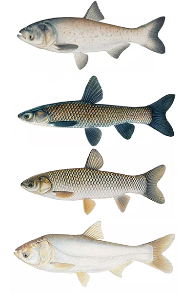 4 light to brown, scaly, fish with large tails.