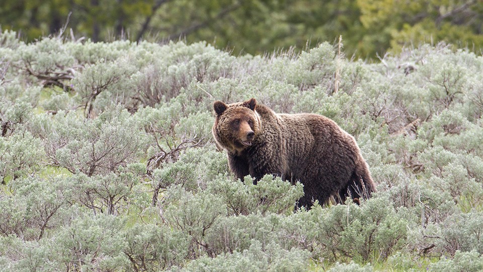 A grizzly bear in surrounding sagebrush.