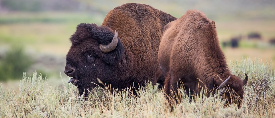 Sound Library - Bison - Yellowstone National Park (U.S. National Park ...